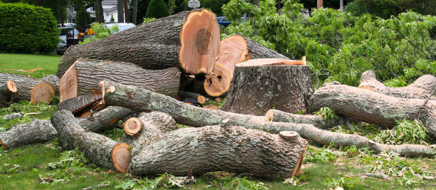 Professional Tree Services in Aumsville, OR