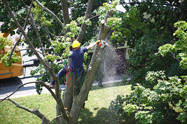 Best Tree Preservation Services  in Aumsville, OR